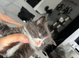 Maine coon cross kittens