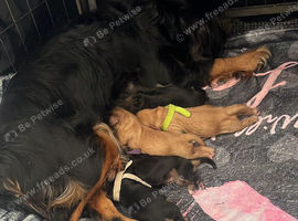 *Last 2 available* beautiful KC registered cavalier pups