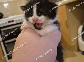 3 kittens