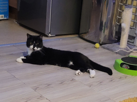 Tuxedo Cat needs a caring home ️