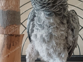 Tame friendly ag approx 8years old for sale