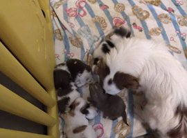 Beautiful Long haired chihuahua puppies