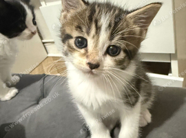 Beautiful litter of kittens