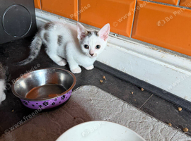Kittens