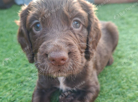 Cocker spaniel puppies