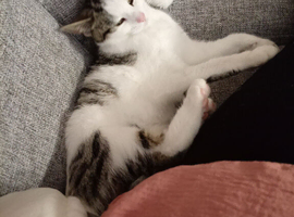 Female Cat