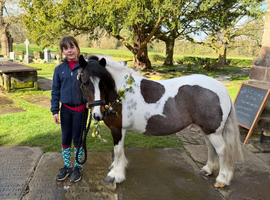 Pony for sale or loan