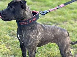 female Staffy x