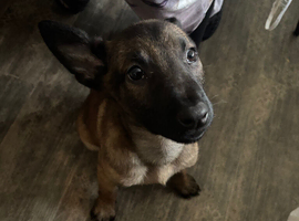 1 MALINOIS PUP LEFT