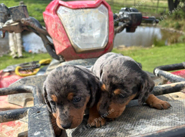 Beautiful dapple dachshund pups dapple tri