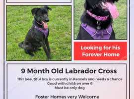 Marley Needs a Home