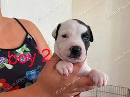 Adorable Puppies Staffordshire Bull Terrier