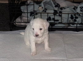 Stunning white male multi poo