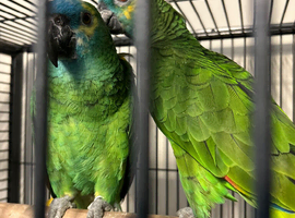 Hand Reared Blue Fronted Amazons
