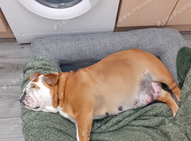 English Bulldog puppys