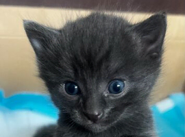 5 grey, blue eyed Russian kittens