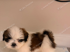 Shih Tzu puppies ready for there forever Home