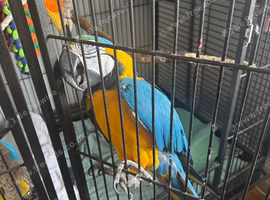 Macaw blue and gold