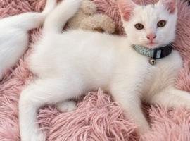 Turkish Angora