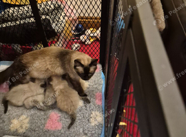 Ragdoll kittens