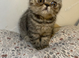 Exotic Persians
