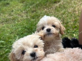 Maltipoo for sale (ready today)