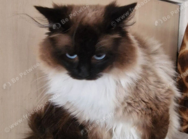 Mitted chocolate male 6yrs old Seal point female 6yrs old