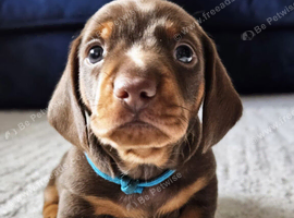 Stunning kc reg chocolate and tan tan pups