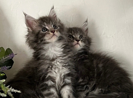 TICA reg Maine coon kittens