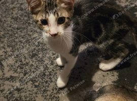 Beautiful maine coon cross kittens