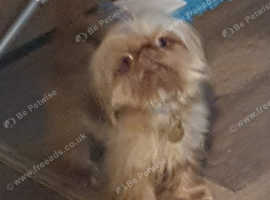 imperial shih tzu orange/gold 1.7kg tiny boy for stud