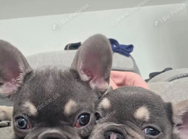 KC Registered Home Raised French Bulldog Puppies