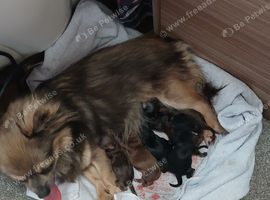 Tiny chihuahua puppies