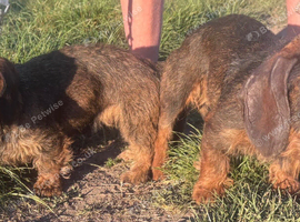 Wired haired Dachshund puppies