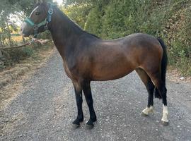 Project pony