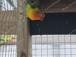 Male fischer lovebird