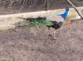 Two Blue Peacocks for sale