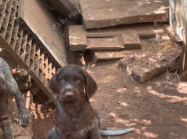 Wirehaired short haired pointer cross