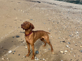 HUNGARIAN VIZSLA