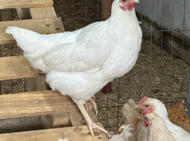 Amberlink hens