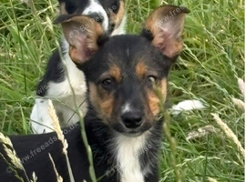 Lovely Border Collie x Kelpie puppies