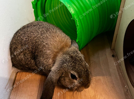 3 Mini lop Buck&rsquo;s (mini plush carriers)