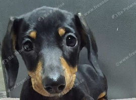 Mini Dachshund