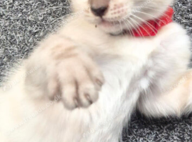 Siamese Kittens Available