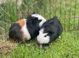 2 baby boar, guinea pig