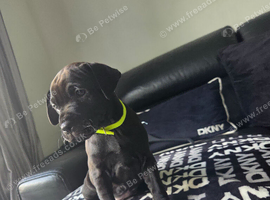 Patterdale Terrier Puppies