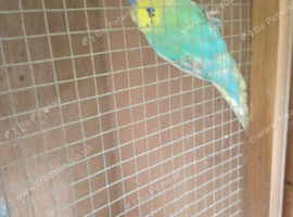 Budgies for sale