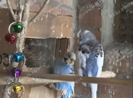 Lovely blue and white budgies 25/26 bird