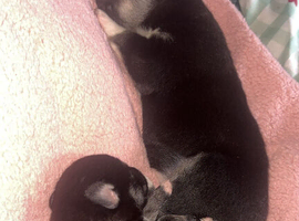 2 beautiful little girls
