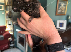 Black Ebony Boy 10 weeks old